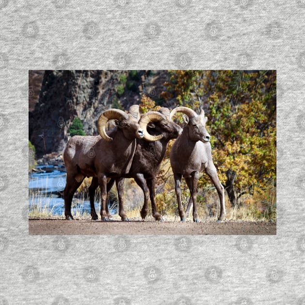 Bighorn Sheep by valentina9